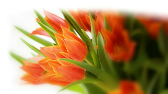 tulips2014 small